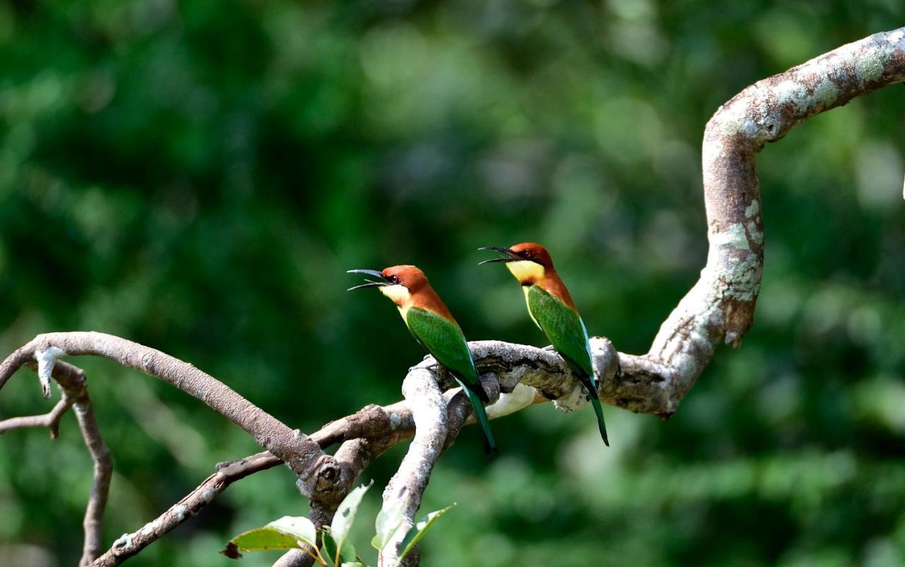 The Backwaters Lodge Wilpattu Kültér fotó